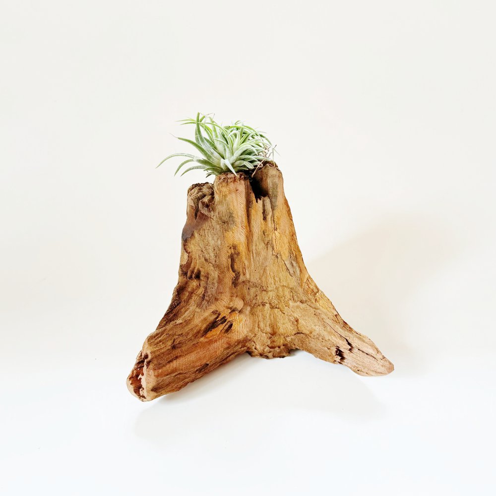 Small Natural Driftwood for air plant