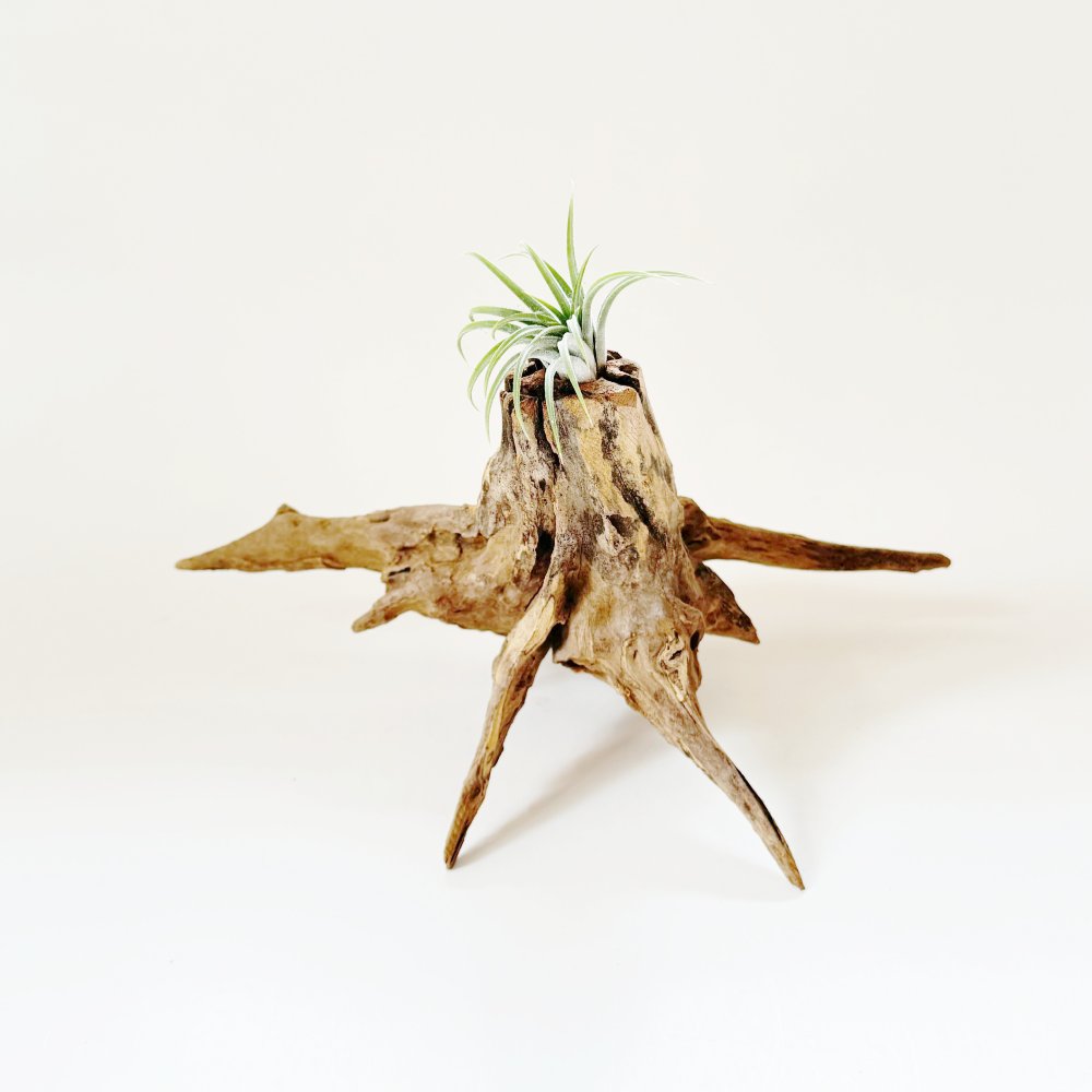 Small Natural Driftwood for air plant