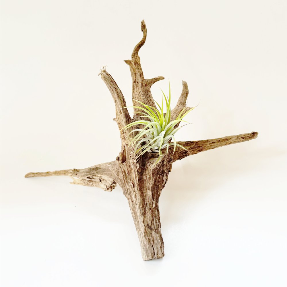 Small Natural Driftwood for air plant