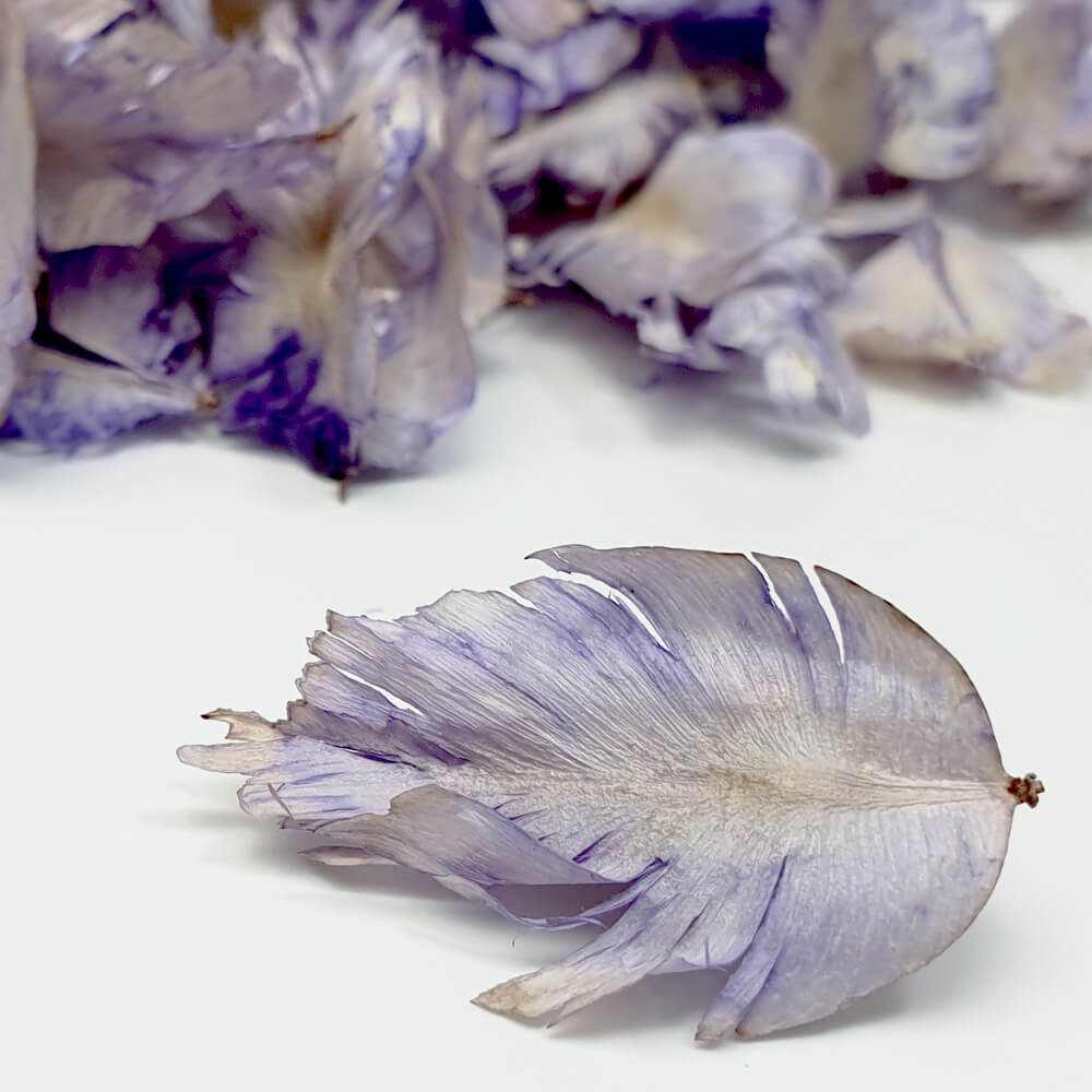 Lavender tulip feather for potpourri ingredient or biodegradable confetti and decoration