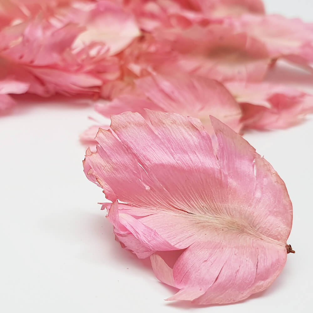 Light Pink tulip feather for potpourri ingredient or biodegradable confetti and decoration