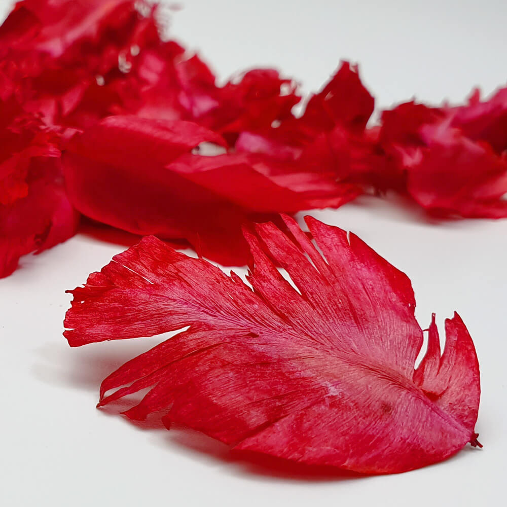 Light Red tulip feather for potpourri ingredient or biodegradable confetti and decoration