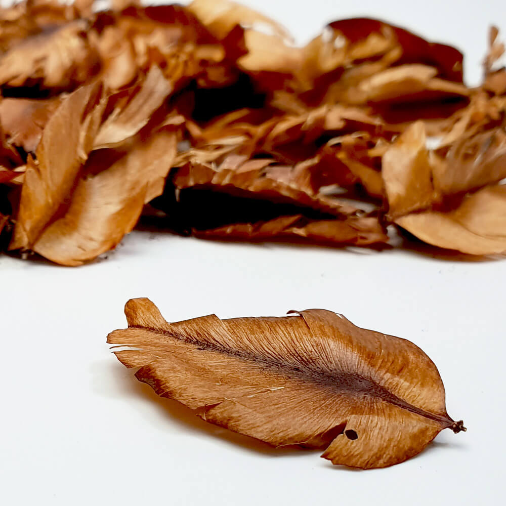 Natural Brown tulip feather for potpourri ingredient or biodegradable confetti and decoration