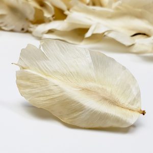 Bleached white tulip feather for potpourri ingredient or biodegradable confetti and decoration