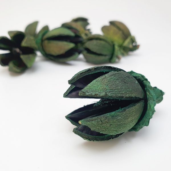 ALATAS POD - DRIED BOTANICAL AND DRIED FLOWER FOR DECORATION