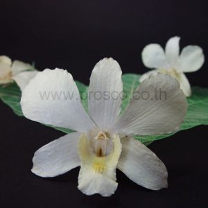 Creamy White Orchid Head - Prosco