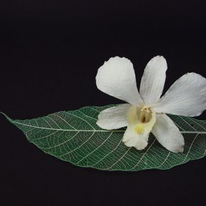 Creamy White Orchid Head - Prosco