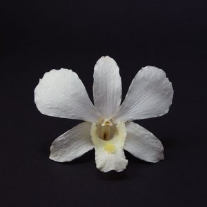 Creamy White Orchid Head - Prosco