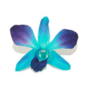 Blue Sonia Orchid Head - Prosco