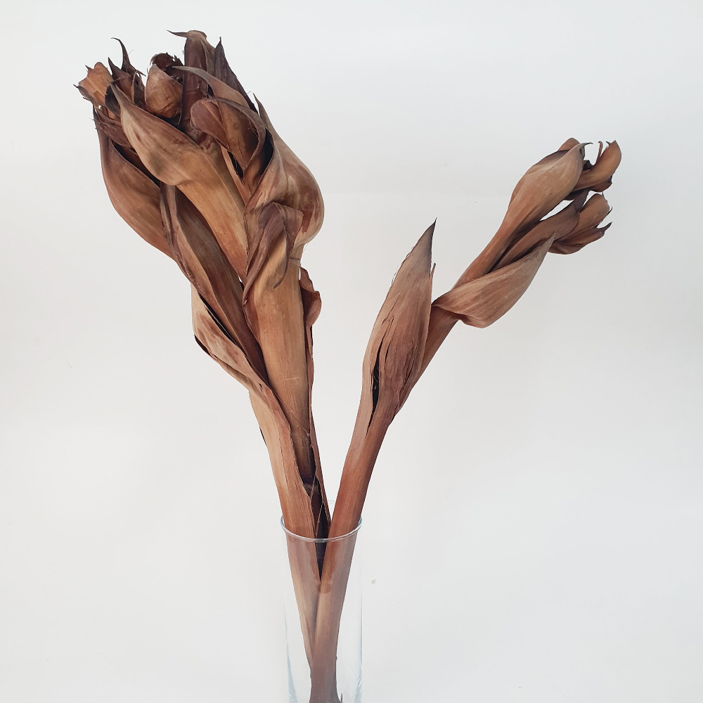 DRIED BOTANICALS - NATURAL ATAP PALM FLOWER