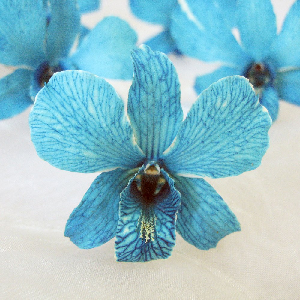 Blue Orchid Head - Prosco