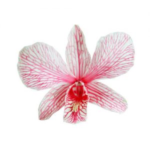 Pink Orchid Head - Prosco