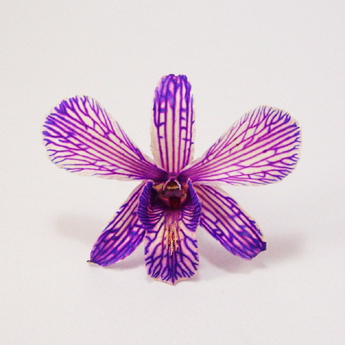 Lavender Orchid Head - Prosco