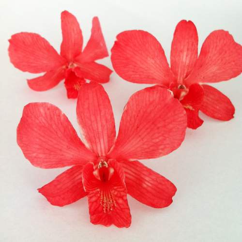 Red Dried Orchid Head - Prosco