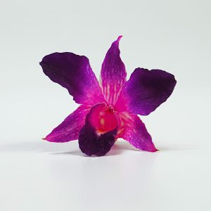 Lollipop Orchid Head - Prosco