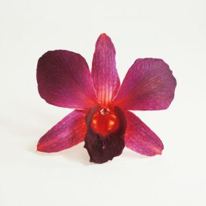 Maroon Knight Orchid Head - Prosco