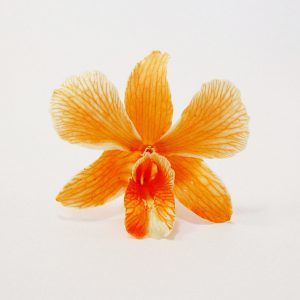 Orange Orchid Head - Prosco