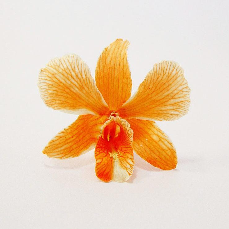 Orange Orchid Head - Prosco