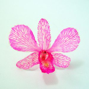 Pink Orchid Head - Prosco