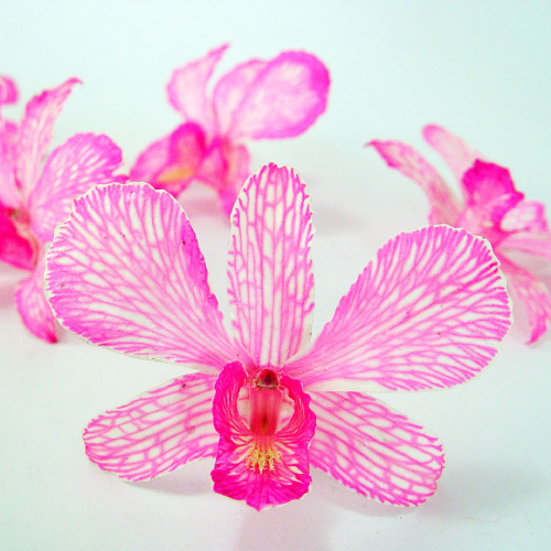 Pink Orchid Head - Prosco