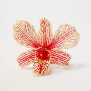 Red Butterfly Dried Orchid Head - Prosco