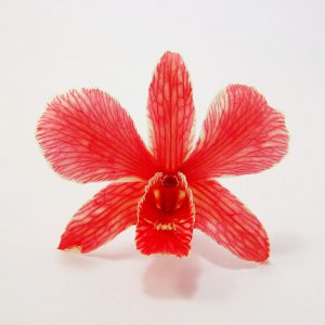 Red Dried Orchid Head - Prosco