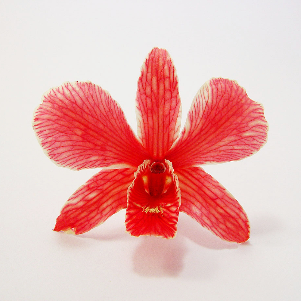 Red Dried Orchid Head - Prosco