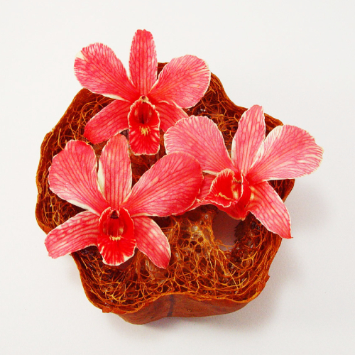 Red Dried Orchid Head - Prosco