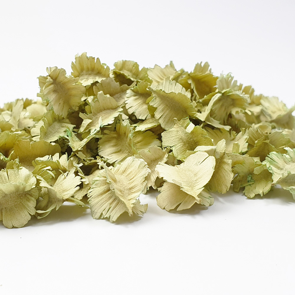 Dried Botanical and potpourri ingredients - Windmill Pod Bleached Green