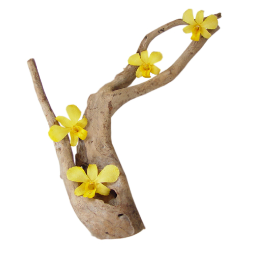 Yellow Dried Orchid Head on a natural driftwood- Prosco