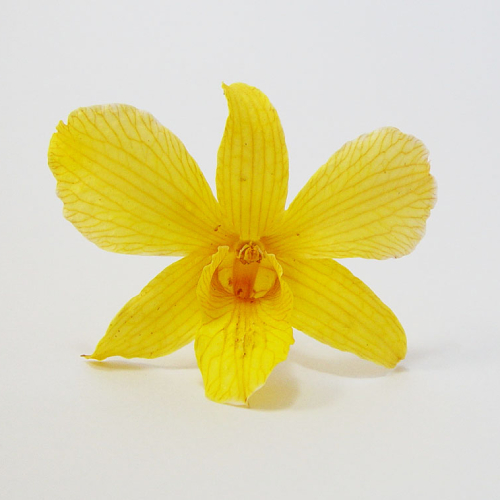 Yellow Dried Orchid Head - Prosco