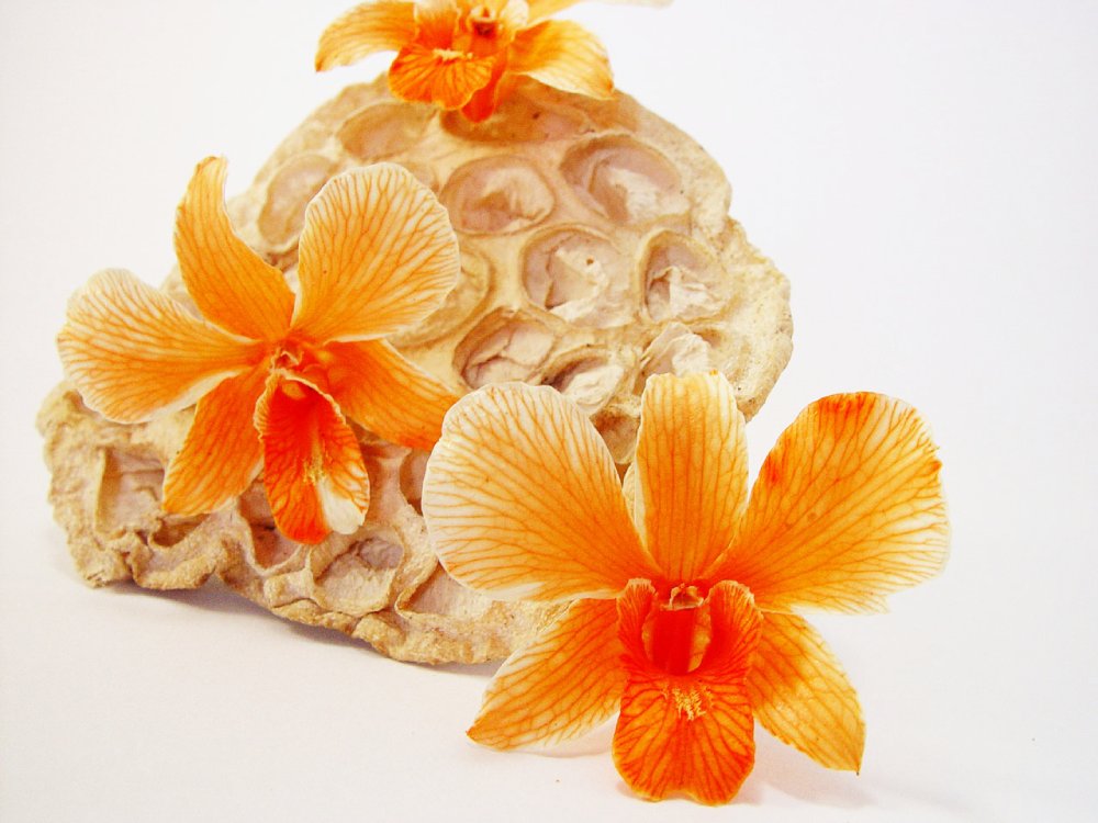 Orange Orchid Head - Prosco