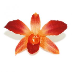 Orange Sonia Orchid Head - Prosco